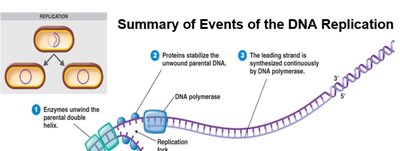 Antiparallel DNA strands and Okazaki fragments
