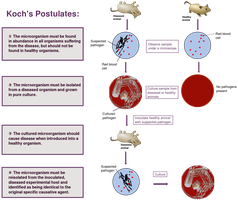 Diagram of Koch's postulates