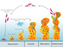 Diagram of biofilm development