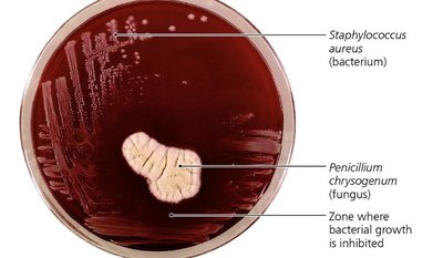 Penicillium chrysogenum inhibiting Staphylococcus aureus