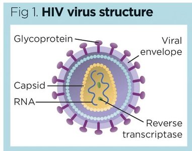 Sulfonamide inhibition of folic acid synthesis