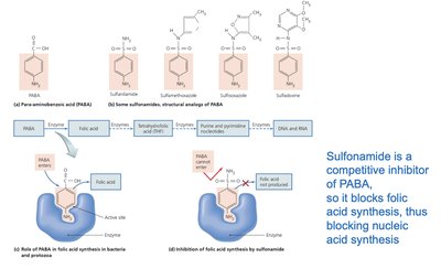 DNA replication diagram