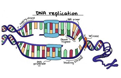 HIV virus structure with reverse transcriptase