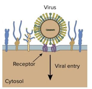 Virus entry mechanism