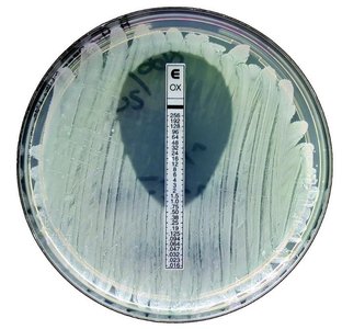 Etest strip for MIC determination