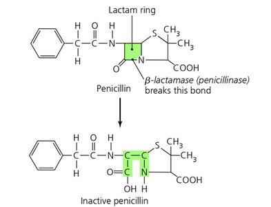 Beta-lactamase mechanism