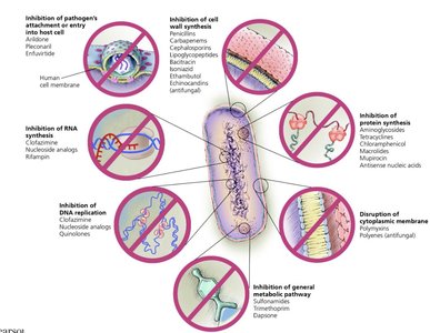 Modes of action of antimicrobial drugs