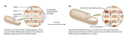 Peptidoglycan synthesis in bacterial cell wall