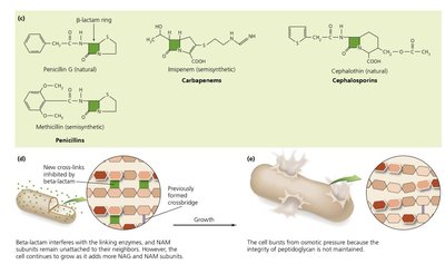 Beta-lactam structure and mechanism