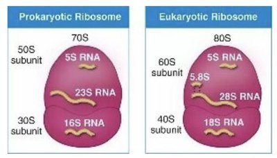 Comparison of prokaryotic and eukaryotic ribosomes