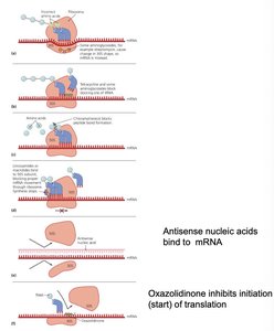 Mechanisms of protein synthesis inhibition