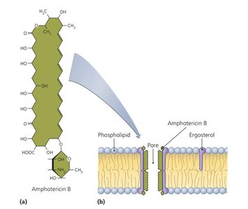 Amphotericin B mechanism