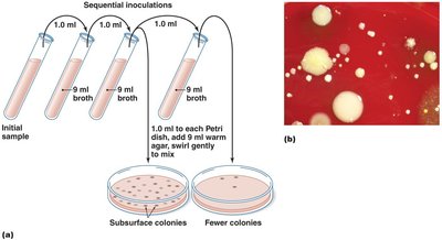 Pour plate method for isolating pure cultures