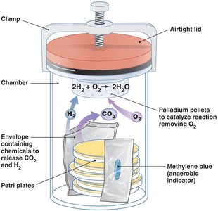 GasPak anaerobic system