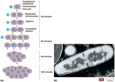Binary fission diagram