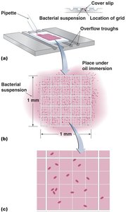 Cell counter for estimating microbial numbers