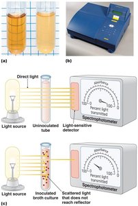 Indirect measurement of population size (turbidity)