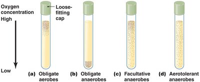 Test tubes showing oxygen requirements of microbes