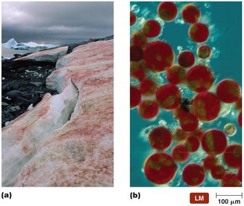 Example of a psychrophile in cold environments