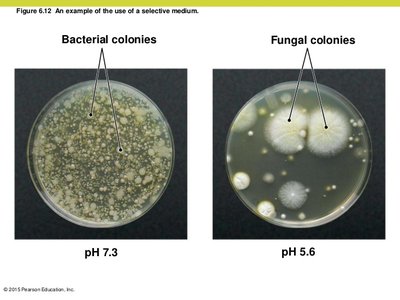 Binary fission process