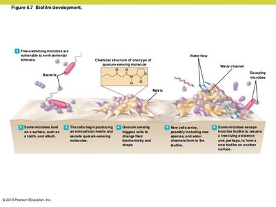 Biofilm-associated infection