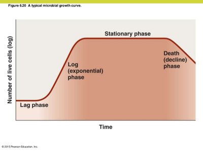 Microbial growth curve phases