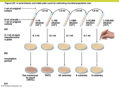 Serial dilution and plate count