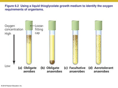 Reactive oxygen species