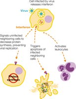 Interferon signaling and antiviral response