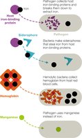 Mechanisms for overcoming iron-binding defenses