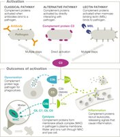 Complement activation pathways and outcomes
