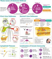 Visual summary of innate immunity