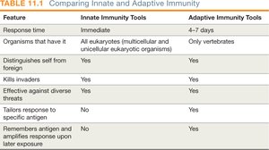 Table comparing innate and adaptive immunity