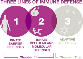 Three lines of immune defense