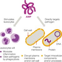 AMPs and their effects on pathogens