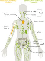 Primary and secondary lymphoid tissues