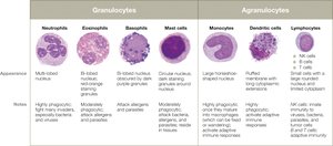 Granulocytes and agranulocytes comparison