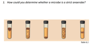 Test tubes showing microbial growth patterns in thioglycollate broth