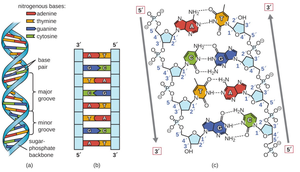 DNA structure showing phosphate backbone and nitrogenous bases