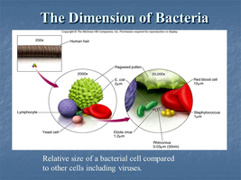 Relative size of a bacterial cell compared to other cells including viruses