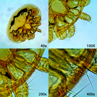 Varroa mite at different magnifications