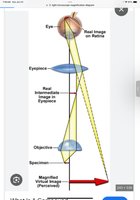 Diagram of image formation in a compound microscope