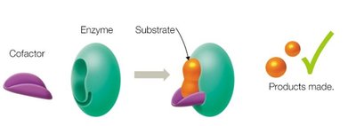 Cofactor required for enzyme activity