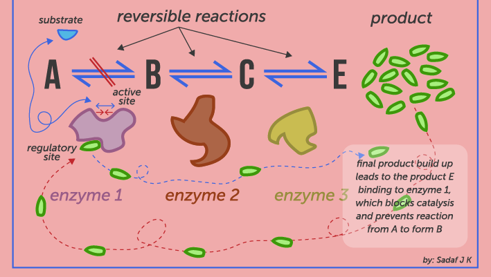 Feedback inhibition in metabolic pathway
