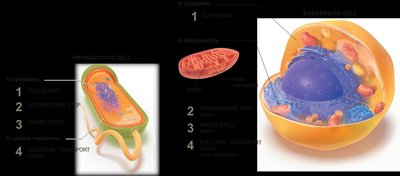 Cellular respiration locations in prokaryotic and eukaryotic cells