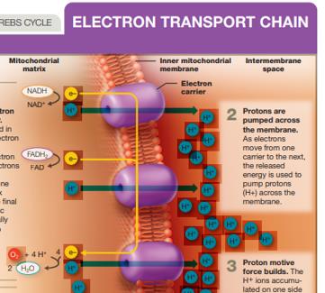 Electron transport chain and proton pumping