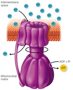 ATP synthase and chemiosmosis