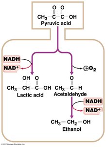Lactic acid fermentation pathway