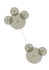 Hydrogen bond between ammonia and water