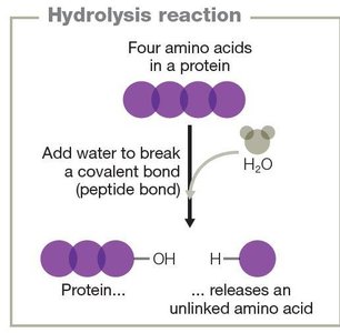 Hydrolysis reaction breaking peptide bond